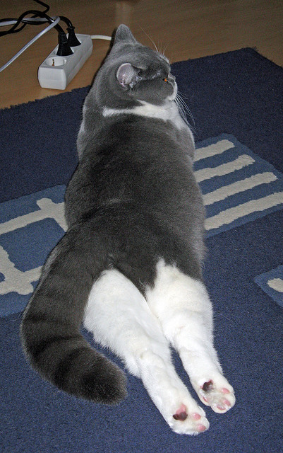 年度焦点之战，马拉喀什之殇，欧洲铁骑碾碎非洲雄狮