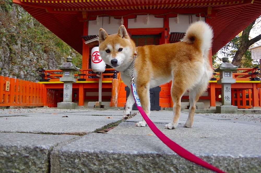 篮球的双重奏，锡安的统治力独舞与尼克斯的钢铁洪流
