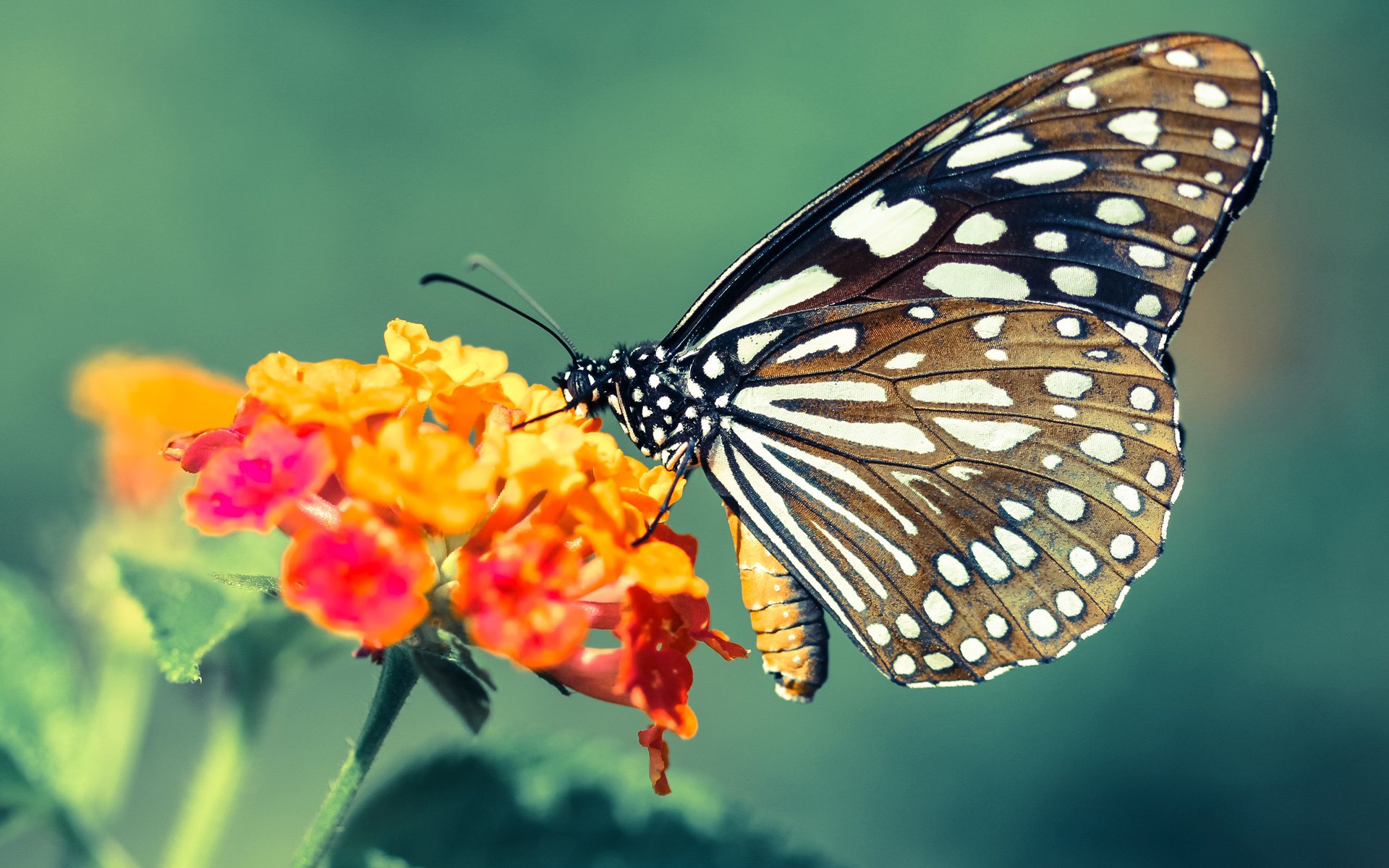 钢铁蓝白，阿根廷用防守艺术窒息美国，莱万一剑封喉